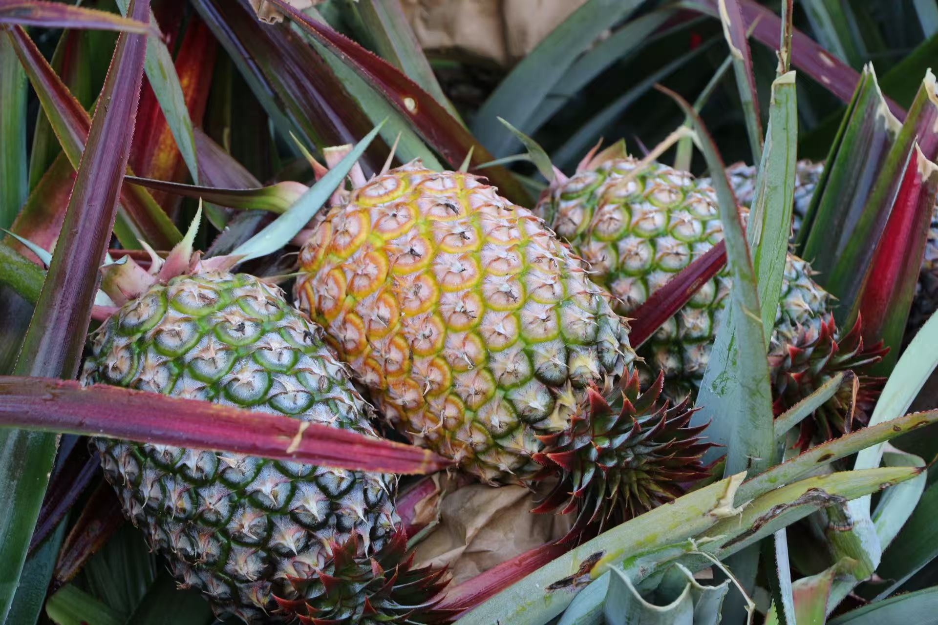 9159金莎游艺场鲜果金钻凤梨