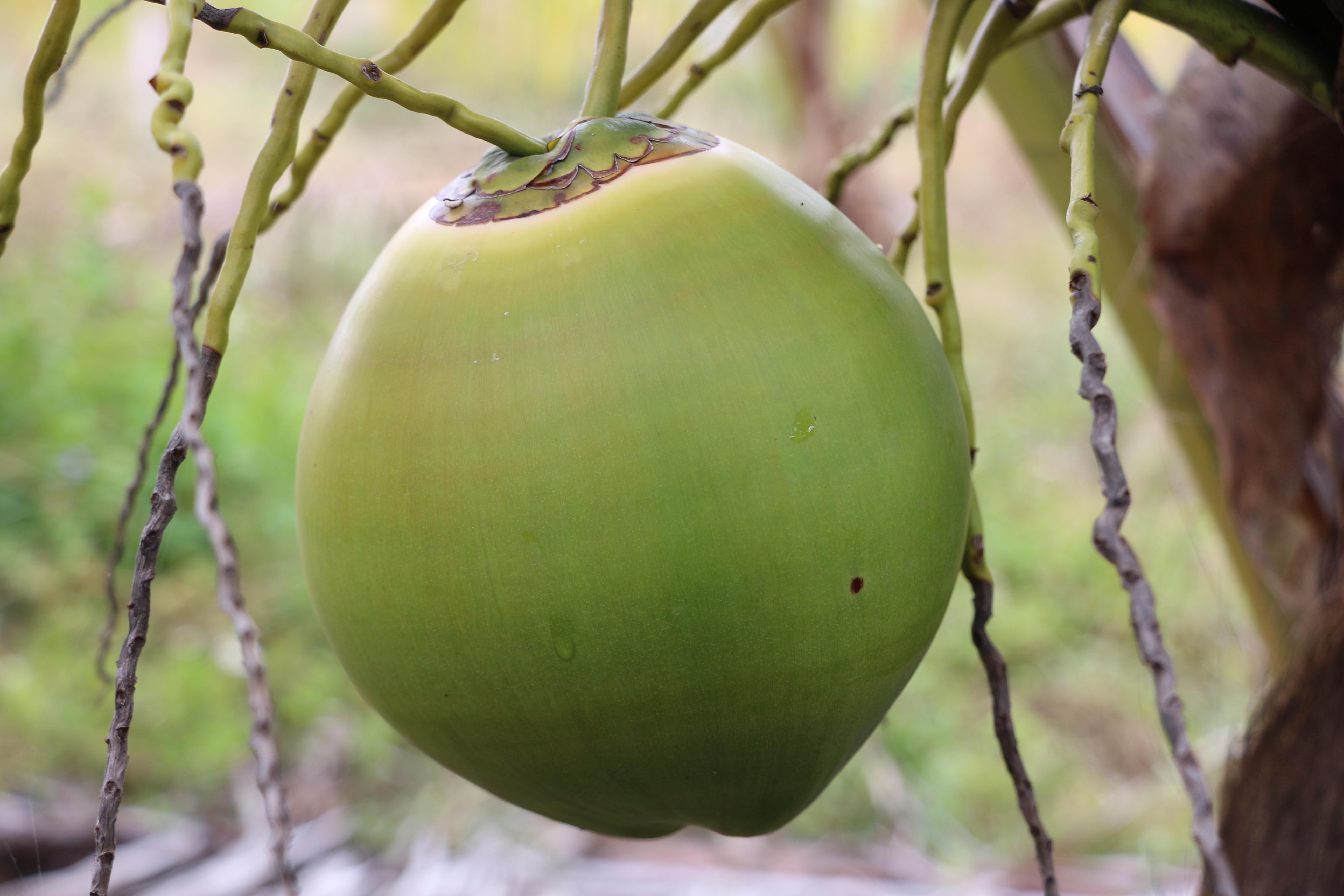 9159金莎游艺场鲜果椰青